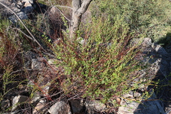 Muehlenbeckia rhyticarya