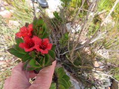 Lobostemon sanguineus