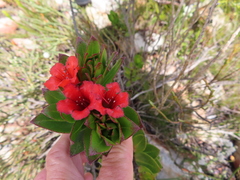 Lobostemon sanguineus