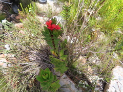 Lobostemon sanguineus