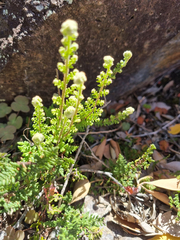 Cheilanthes contracta