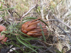Protea pudens