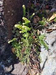 Cheilanthes contracta