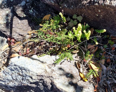 Cheilanthes contracta