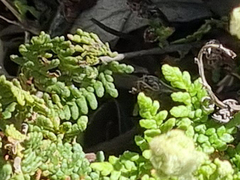 Cheilanthes contracta