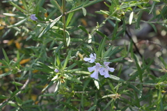 Westringia sericea