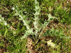 Cirsium undulatum