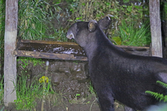 Tapirus pinchaque