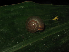 Hemiplecta cymatium