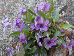 Viola philippica