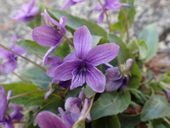 Viola philippica