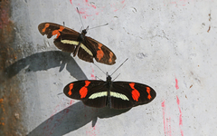 Heliconius telesiphe