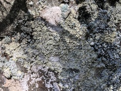 Lepraria membranacea