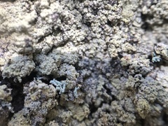 Lepraria membranacea