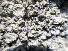 Lepraria membranacea