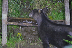 Tapirus pinchaque