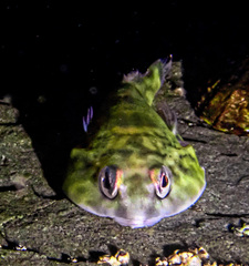 Orange Clingfish photo 3