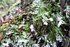 Pseudocyphellaria homoeophylla