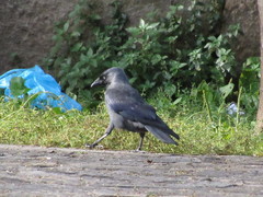 Corvus monedula