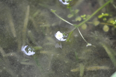 Sagittaria subulata