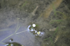 Sagittaria subulata