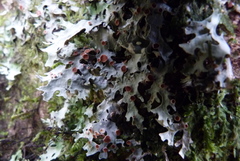 Pseudocyphellaria homoeophylla