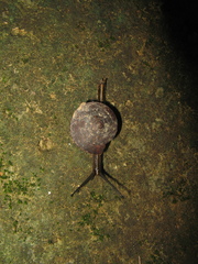 Dyakia kintana