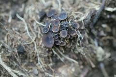 Ciboria batschiana