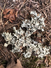 Xanthoparmelia stenophylla