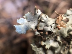 Xanthoparmelia stenophylla