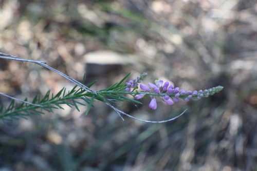 Image of Comesperma breviflorum by (c) Greg Tasney, some rights reserved (CC BY-SA)