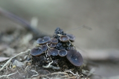 Ciboria batschiana