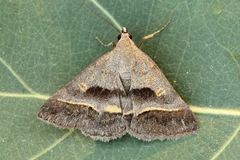 Acantholipes regularis