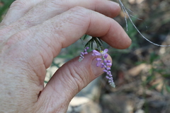 Comesperma breviflorum