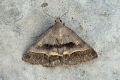 Acantholipes regularis