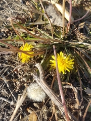 Taraxacum officinale