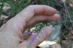 Comesperma breviflorum
