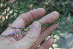 Comesperma breviflorum