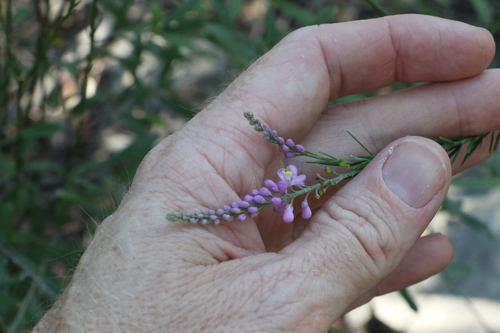 Image of Comesperma breviflorum by (c) Greg Tasney, some rights reserved (CC BY-SA)