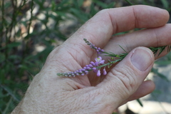 Comesperma breviflorum