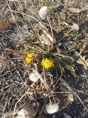 Taraxacum officinale