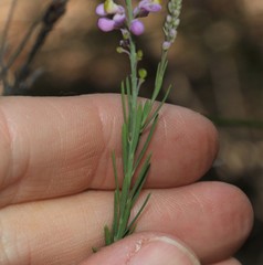 Comesperma breviflorum