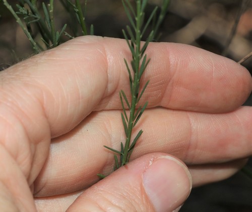 Image of Comesperma breviflorum by (c) Greg Tasney, some rights reserved (CC BY-SA)