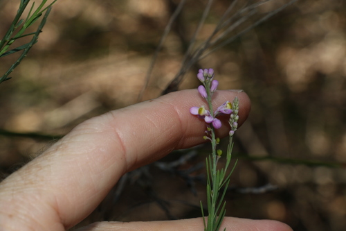 Image of Comesperma breviflorum by (c) Greg Tasney, some rights reserved (CC BY-SA)