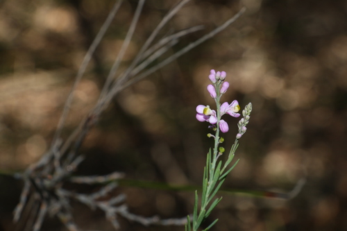 Image of Comesperma breviflorum by (c) Greg Tasney, some rights reserved (CC BY-SA)