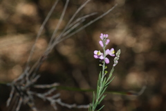 Comesperma breviflorum
