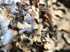 Xanthoparmelia stenophylla