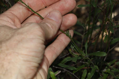 Image of Comesperma breviflorum by (c) Greg Tasney, some rights reserved (CC BY-SA)