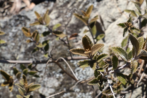 Image of Coleus alloplectus by (c) Greg Tasney, some rights reserved (CC BY-SA)