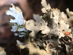 Xanthoparmelia stenophylla